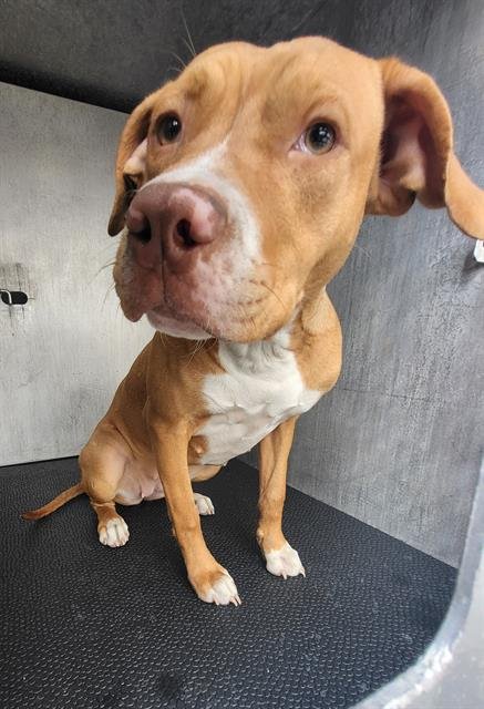 BETTY BOOP - Terrier available for adoption