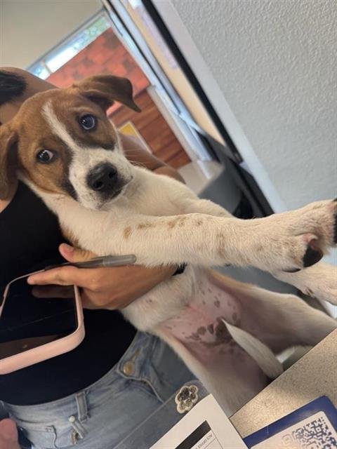 AINOHA - Collie available for adoption