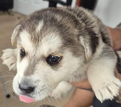 DAISY - Siberian Husky available for adoption