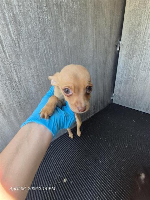 LINCOLN - Chihuahua available for adoption