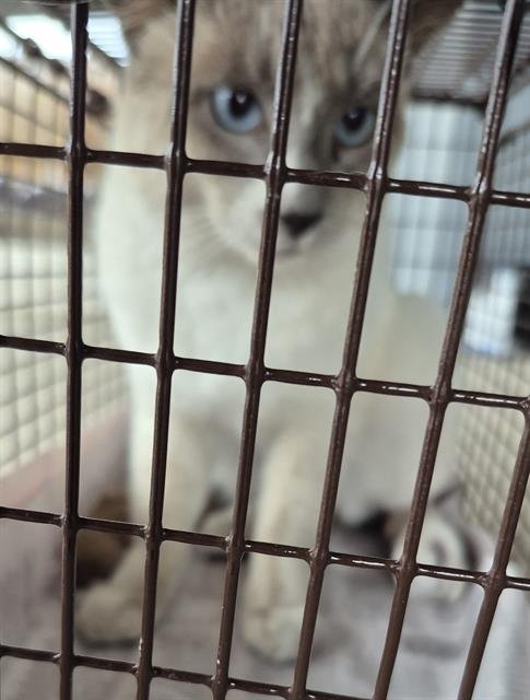 SID - Domestic Short Hair available for adoption