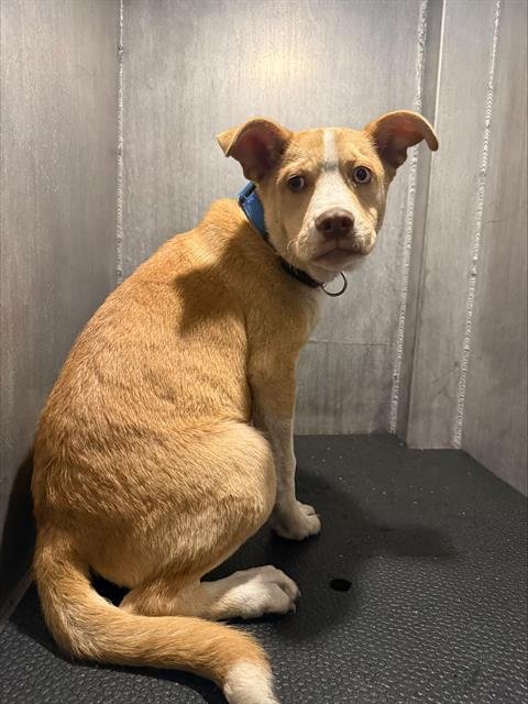 LUKE - American Bulldog available for adoption