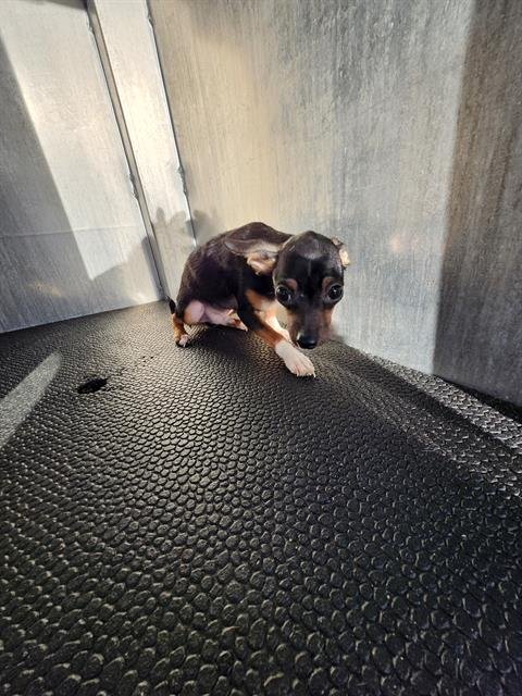 SOCKS - Chihuahua available for adoption