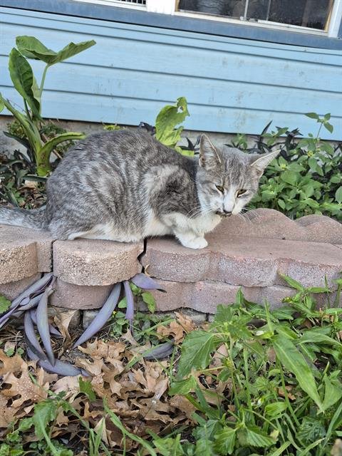 SMALLS - Domestic Short Hair available for adoption