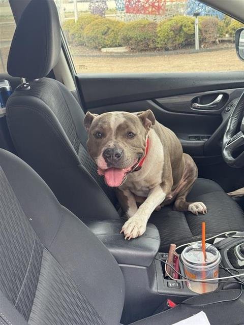 STELLA - American Staffordshire Terrier available for adoption