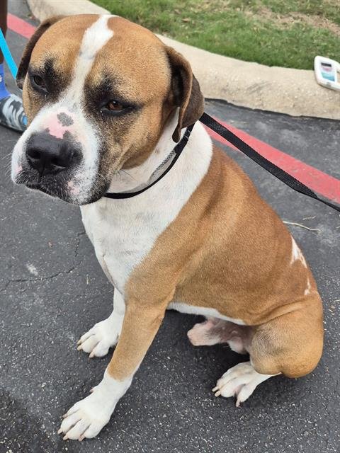 ABDUL - Mastiff available for adoption