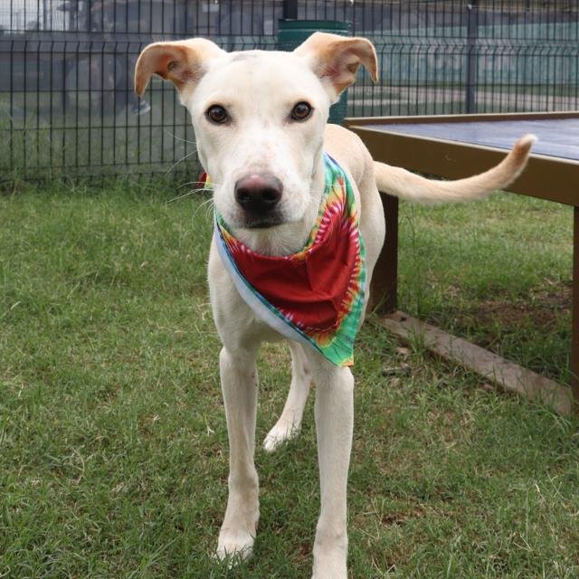 SPARKY - Labrador Retriever available for adoption