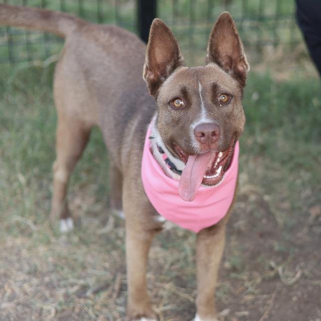 STACY - Terrier available for adoption