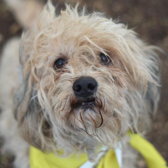 BILLIE - Maltese available for adoption
