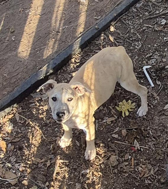 TRES - Belgian Shepherd Malinois available for adoption