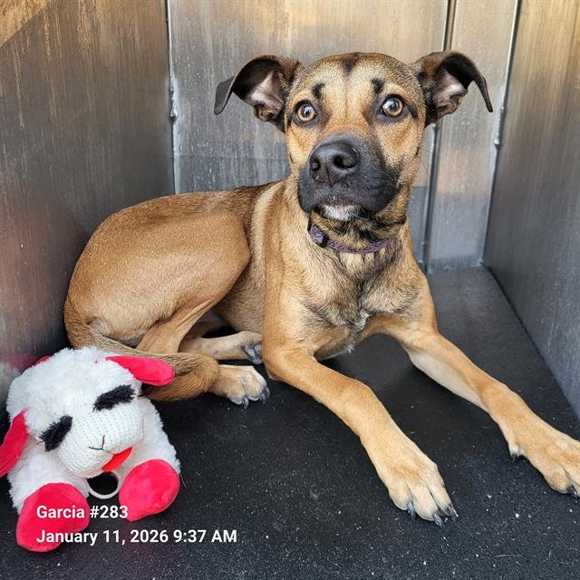 RILEY - Hound available for adoption