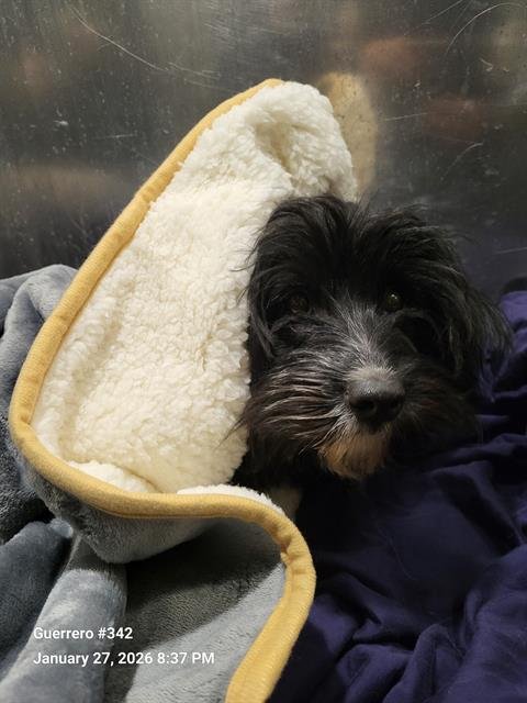 AELIN - Shih Tzu available for adoption