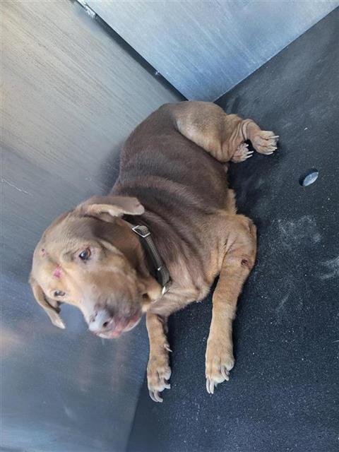 BELLA - American Staffordshire Terrier available for adoption