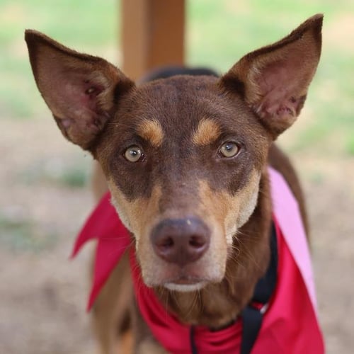 TRAVIESA - Terrier available for adoption
