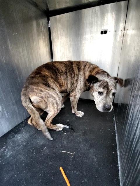 MOLLY - American Staffordshire Terrier available for adoption