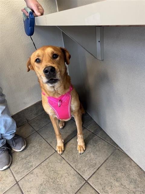 LOLA - Hound available for adoption