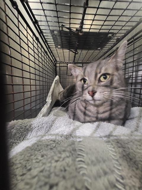 RINGO - Domestic Short Hair available for adoption