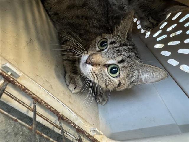 AISHA - Domestic Short Hair available for adoption