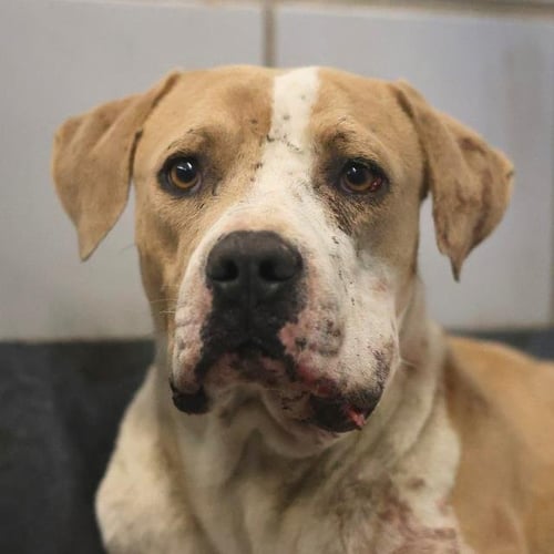 SLICK - Boxer available for adoption