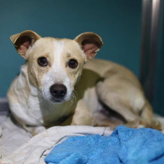 ZIGGY - Chihuahua available for adoption