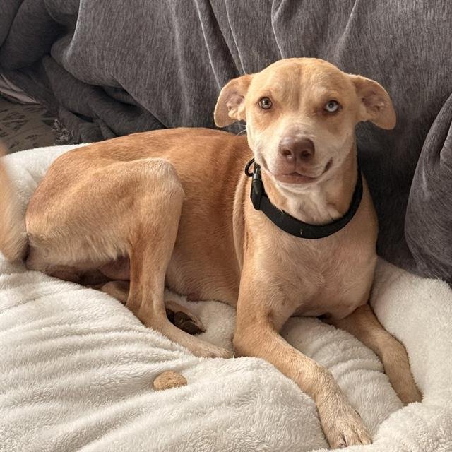 PALOMA - German Shepherd Dog available for adoption