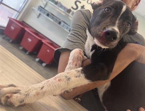 ARIELLA - American Pit Bull Terrier available for adoption