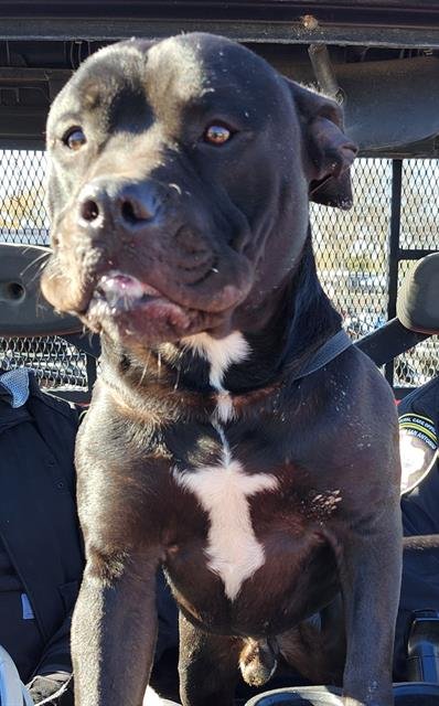 B-B-Q - American Staffordshire Terrier available for adoption