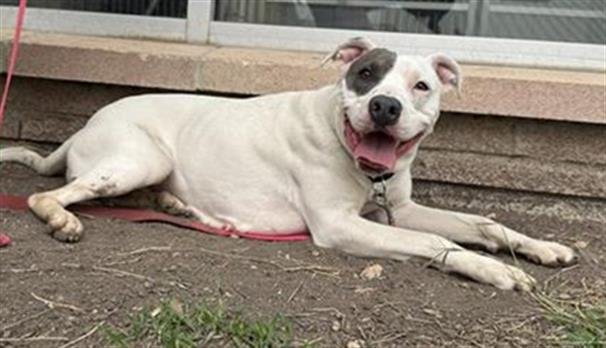 SUGAR - American Staffordshire Terrier available for adoption