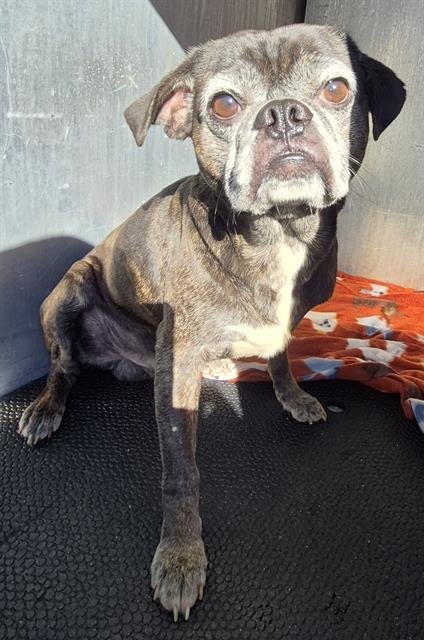 BENNY - Pug available for adoption