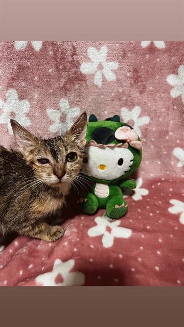 TUNA - Domestic Short Hair available for adoption