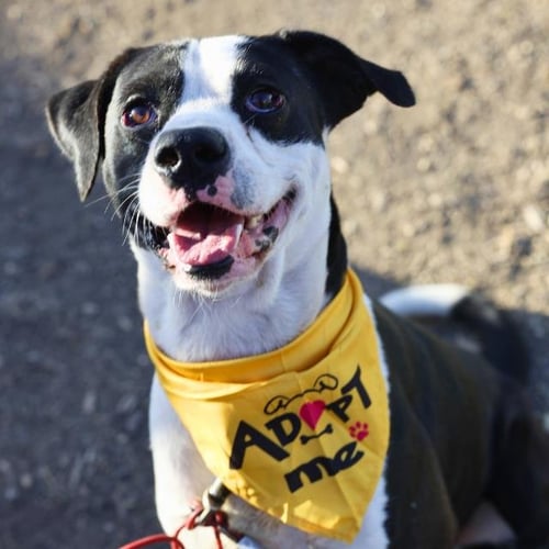 SNOOPY - American Staffordshire Terrier available for adoption