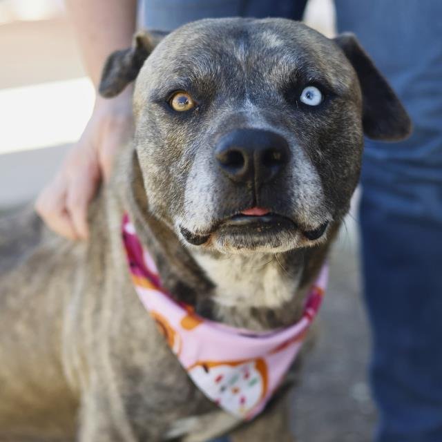 TOKYO - American Staffordshire Terrier available for adoption