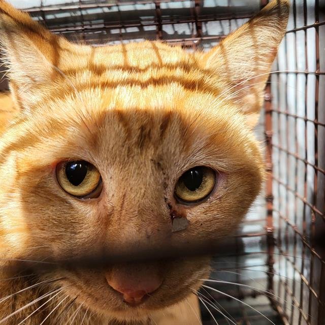 CHEESE - Domestic Short Hair available for adoption