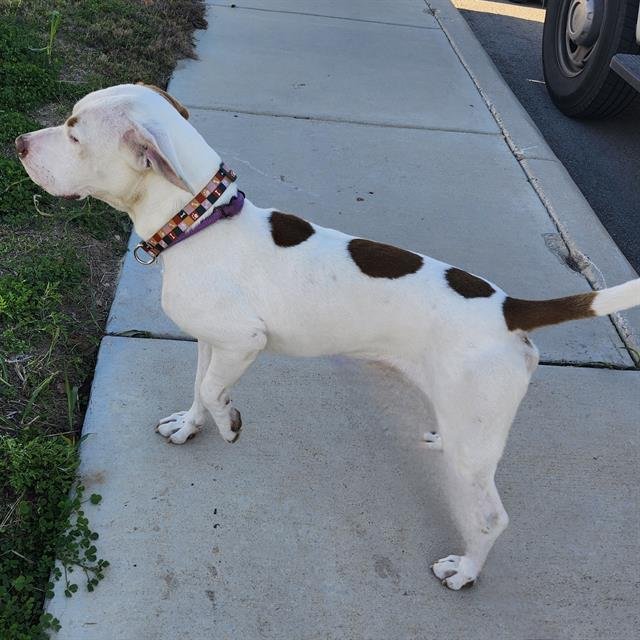 TRES - American Staffordshire Terrier / Boxer available for adoption