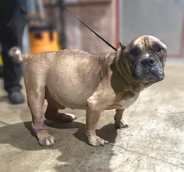 LUCKY - American Bulldog available for adoption