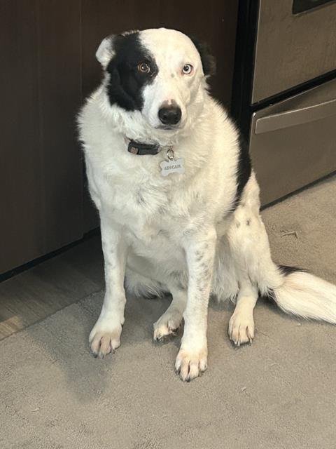 ABIGAIL - Border Collie available for adoption