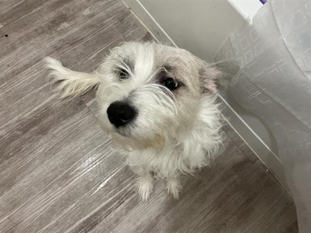 SUGAR - Pointer available for adoption