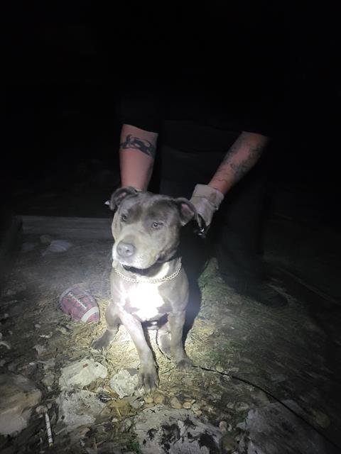 BAEBAE - American Staffordshire Terrier available for adoption