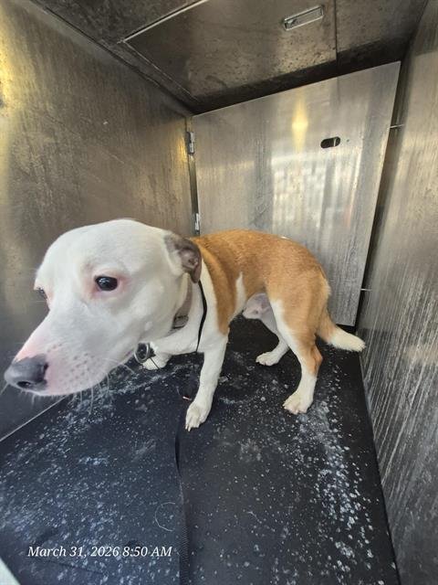 RICO - Pembroke Welsh Corgi / American Staffordshire Terrier available for adoption