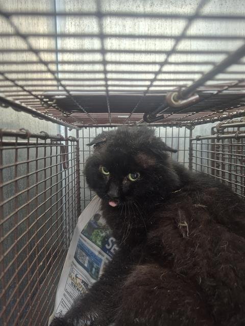 SAIBOT - Domestic Long Hair available for adoption