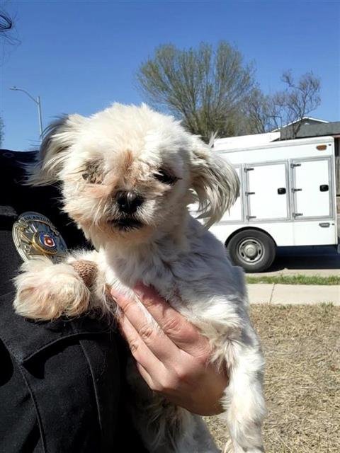 BESOS - Shih Tzu available for adoption