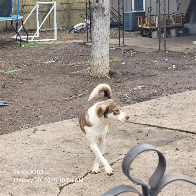 TOBY - Labrador Retriever available for adoption