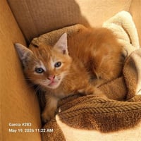 WESTON - Photo 1