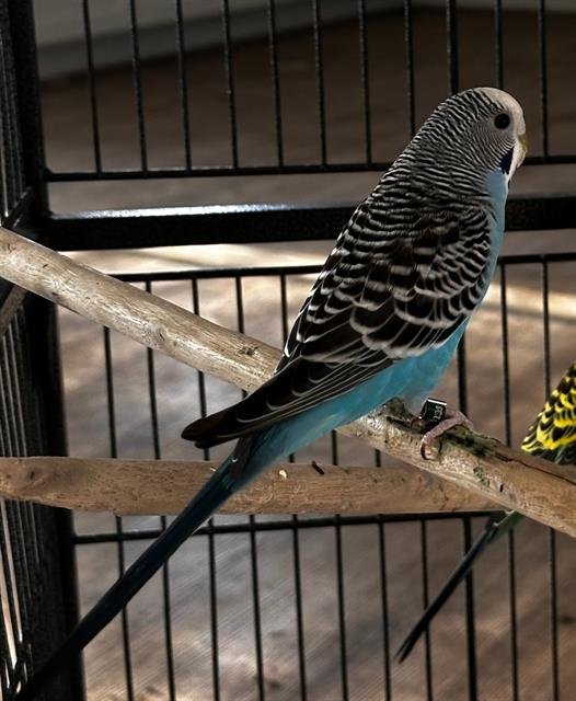 A793863 - Parakeet - Other available for adoption