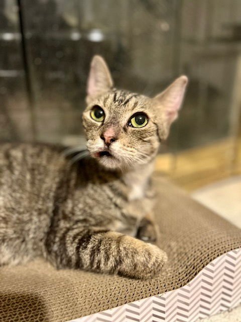 SOPHIE - Domestic Short Hair available for adoption