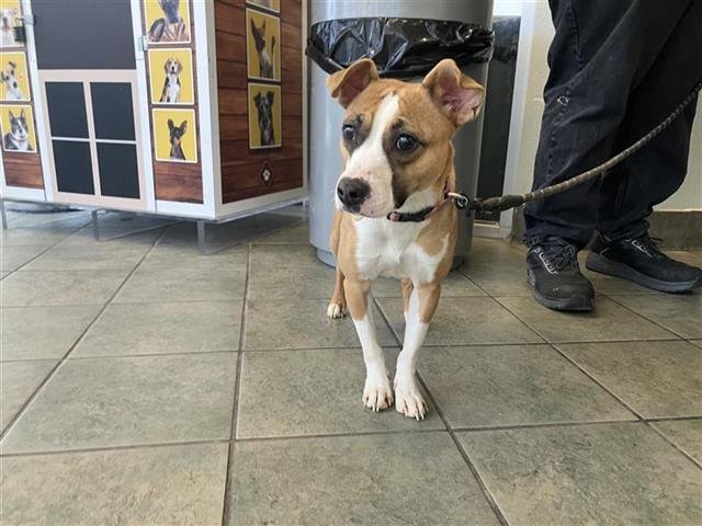 ASHLEY - Terrier available for adoption