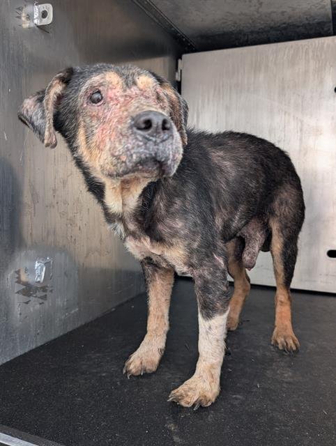 A795191 - Chinese Shar-Pei available for adoption