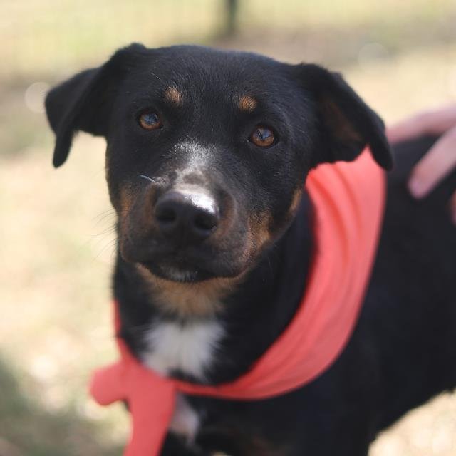 BETSY - Terrier available for adoption