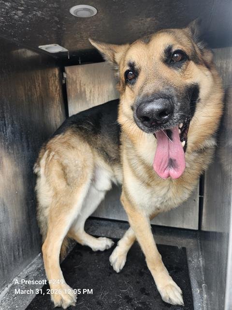 TYLER - German Shepherd Dog available for adoption