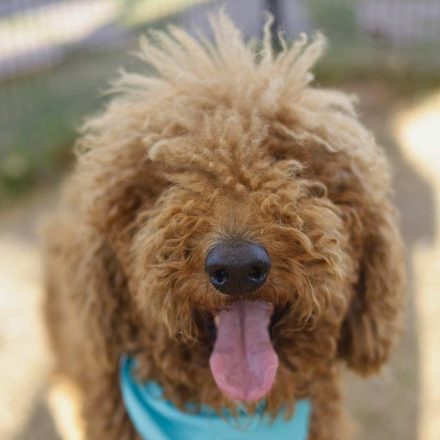 WOODY - Poodle (Standard) available for adoption